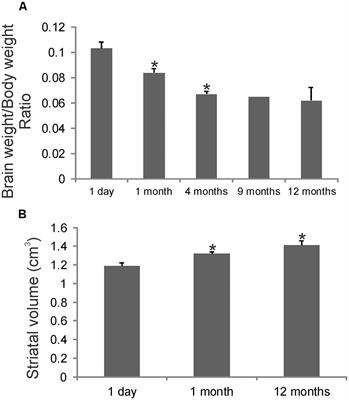 The non-human primate striatum undergoes marked prolonged remodeling during postnatal development